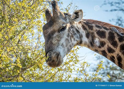 Giraffe eating leaves. stock image. Image of nature, south - 77194417