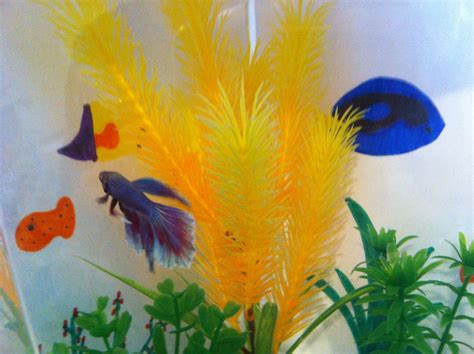 Image result for Colorful Fish Tank
