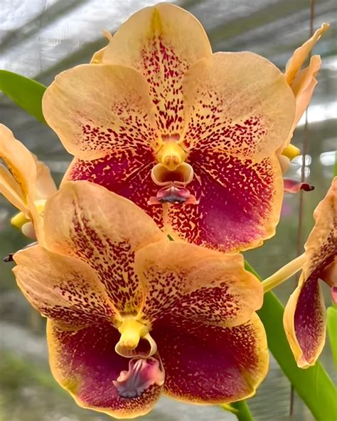 Divine Blossoms Orchid Boutique - Online Store