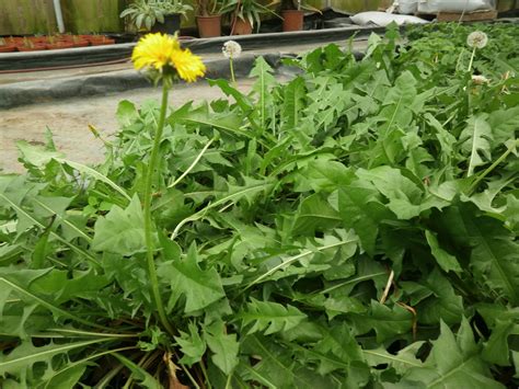 Diente de león - The Green Ark Foundation