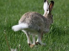 Image result for Bunny Hopping Animated