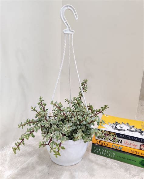Shop Jade Mini Variegated 17 cm Hanging Pot - Beautiful Succulent ...
