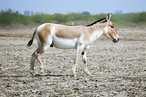 Aishah+Sofey+Bikini+Ass Photos, Download The BEST Free Aishah+Sofey ...