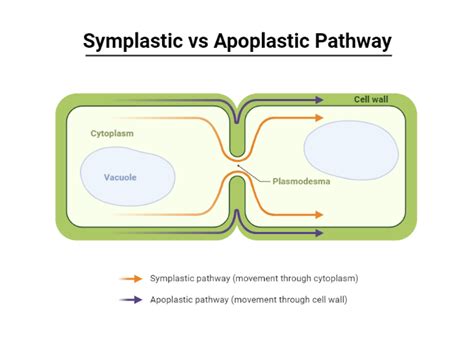 Image result for Apoplastic Pathway Model Kit