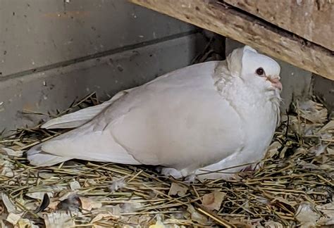 Baby Pigeons at My Farm - The Martha Stewart Blog