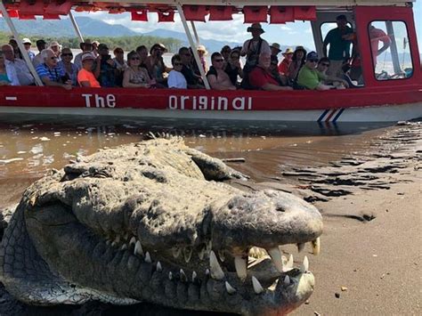 Crocodile Man Tour was GREAT - Reviews, Photos - Crocodile Man Tour ...