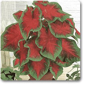 Buy Caladium hortulanum - Plant online from Nurserylive at lowest price.