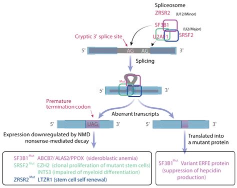 Pathophysiology of Myelodysplastic Syndromes