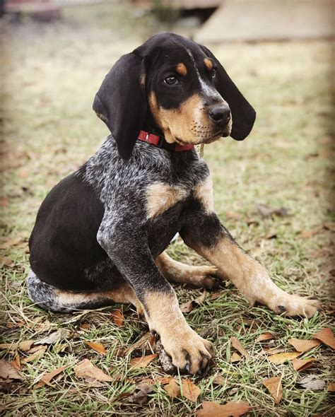 Coonhound Bluetick Puppies