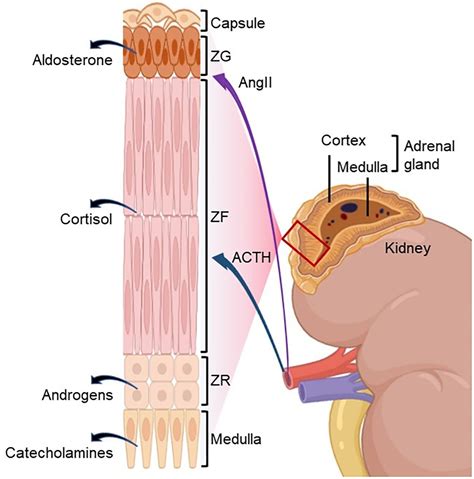 Frontiers | The adrenal gland and primary aldosteronism: anatomy, steroidogenesis, regulation ...