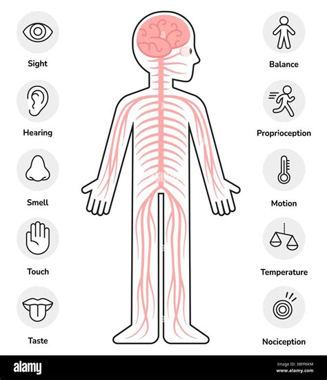 Human nervous system infographic chart elements. Body outline with ...