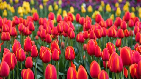 Where to experience tulip season beyond the Netherlands - Tripadvisor