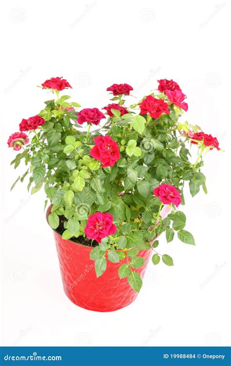 Miniature Rose Bush stock photo. Image of floral, bunch - 19988484