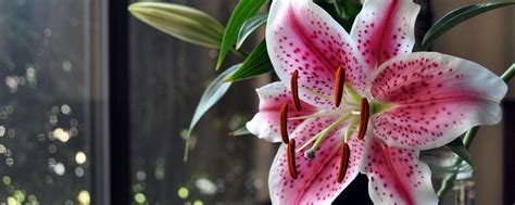 Download wallpaper 2560x1024 lily, thistle, flower, vase, stamens ...