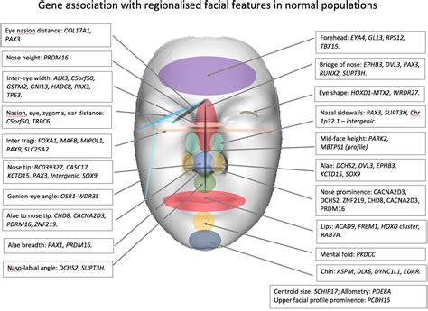 Irish Facial Features Traits