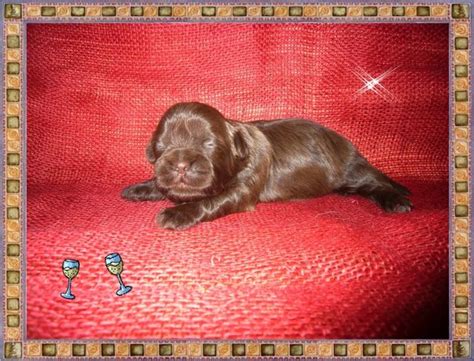 Hunde Kleinanzeigen | Hunde Anzeigenmarkt | Hunde Marktplatz | Hunde ...