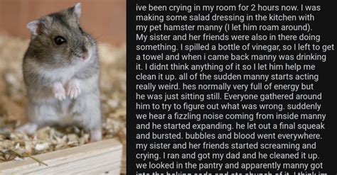 Image result for Dwarf Hamster Exploding MP4