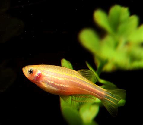 Zebra Fish English Name at Ruby Najar blog