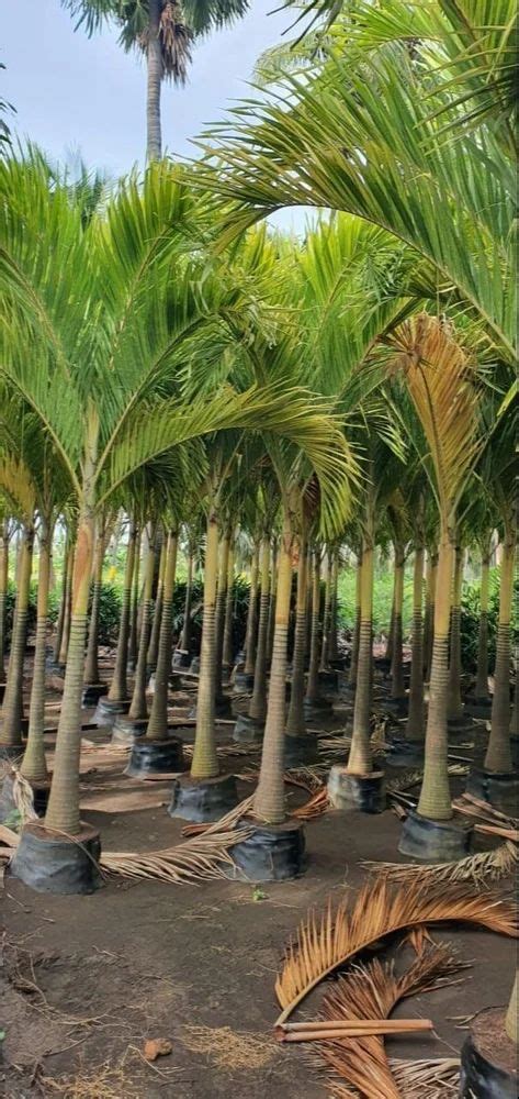 Garden Tree - Mirchi Marigold Tree Trader - Wholesaler / Distributor ...