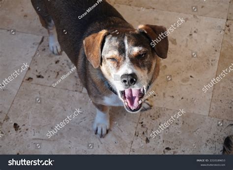 Goofy Ahh Images: Browse 5 Stock Photos & Vectors Free Download with ...