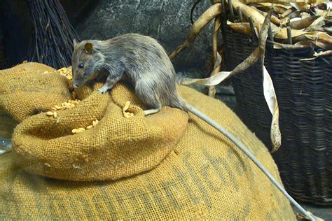 Rattus Rattus - Learn About Nature