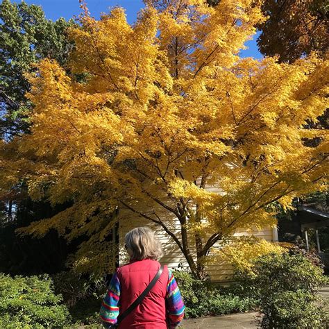 MCCRILLIS GARDENS - All You Need to Know BEFORE You Go (with Photos ...
