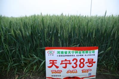 喜讯！河南天宁种业小麦新品种天宁58号成功进入公示期！ - 哔哩哔哩