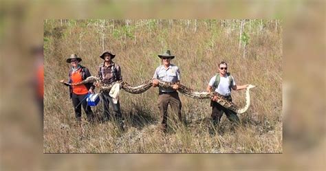 Image result for 25 Foot Python Snake