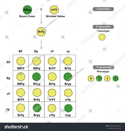 Punnett Squares Information