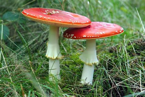 5 Common Lawn Mushroom Species in UK (Identify Garden Fungi)