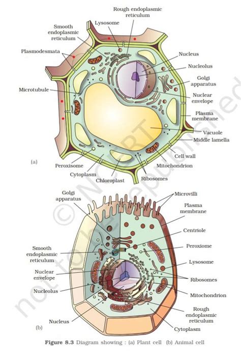 Animal And Plant Cell Diagram
