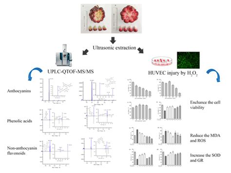 Phenolics Profile and Protective Effect on Injuried HUVEC Cells of ...