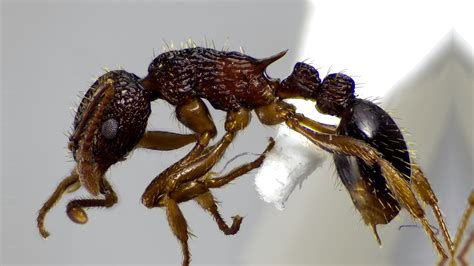 Can you guys help me, I got this western harvester ant queen off of ...