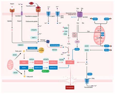 The Emerging Scenario of Ferroptosis in Pancreatic Cancer Tumorigenesis ...