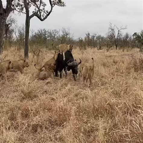भैंस को शेरों से घिरा देख भैंसा को आया गुस्सा, सींघ से उठा-उठाकर पटका ...