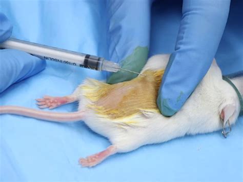 Image result for Intradermal Injection Mouse