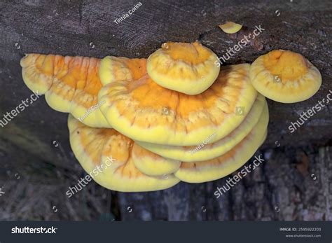 Laetiporus Sulphureus Species Bracket Fungus Fungi Stock Photo ...