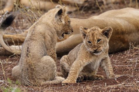 Image result for Terrifying Lion Encounters