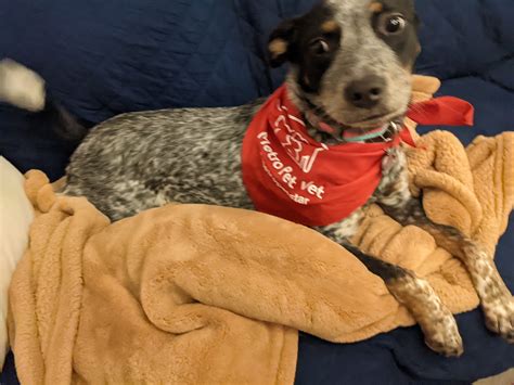 MANHEIM PIKE VETERINARY HOSPITAL - Lancaster PA - Hours, Directions ...