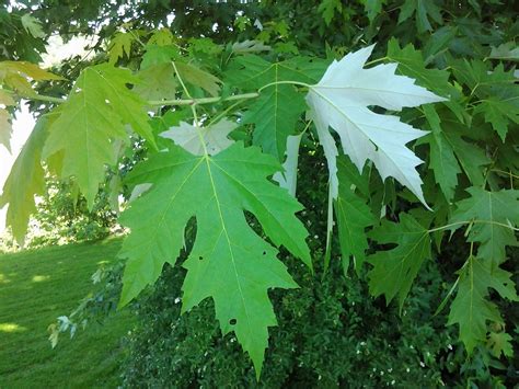 Image result for Maple Tree Identification