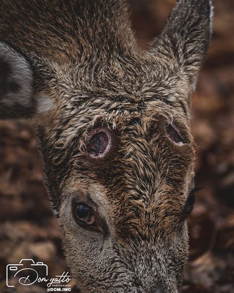 Whitetail deer after shedding his antlers. Each year after the rut is ...