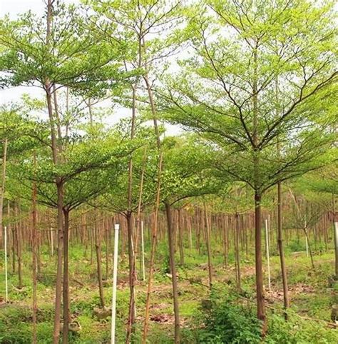Creative Farmer Terminalia Mentalis Chinese Mantaly (Best Shade ...
