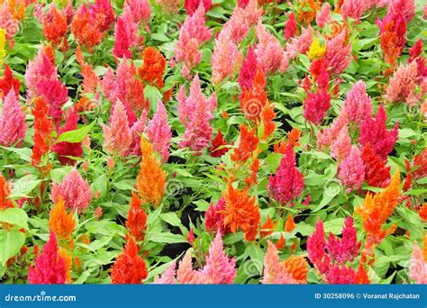 Colorful cockscomb flowers stock photo. Image of blossom - 30258096