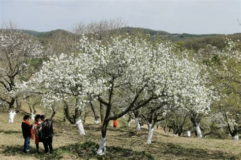 【辽宁】最美的初春：北镇梨花节-锦州市游记