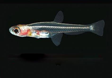 Where To Find The Smallest Fish In The World