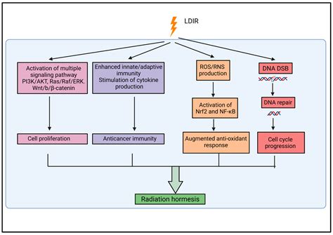 Cell Cycle Concept Map Biology 的图像结果
