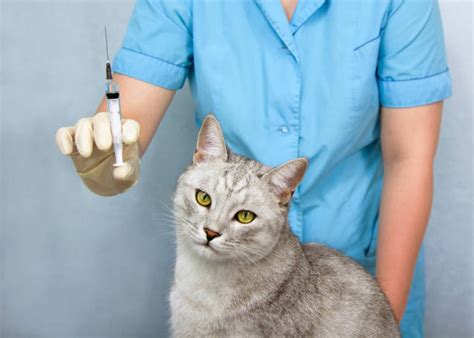 Rabies Vaccine for Cats: Why It’s Essential & When to Get It | Supertails
