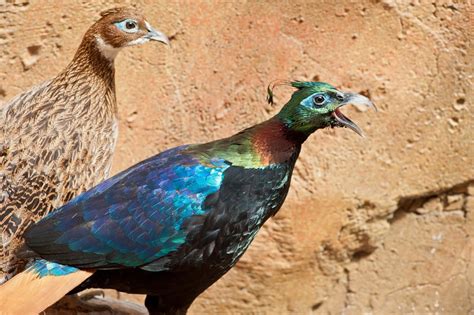 Impeyan Pheasant Female