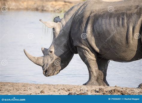 A Wild Endangered Giant Galapagos Tortoise Stock Photo | CartoonDealer.com #202609362