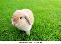Image result for Mini Rex Holland Lop Mix